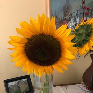 Meet your Posher, Elaine